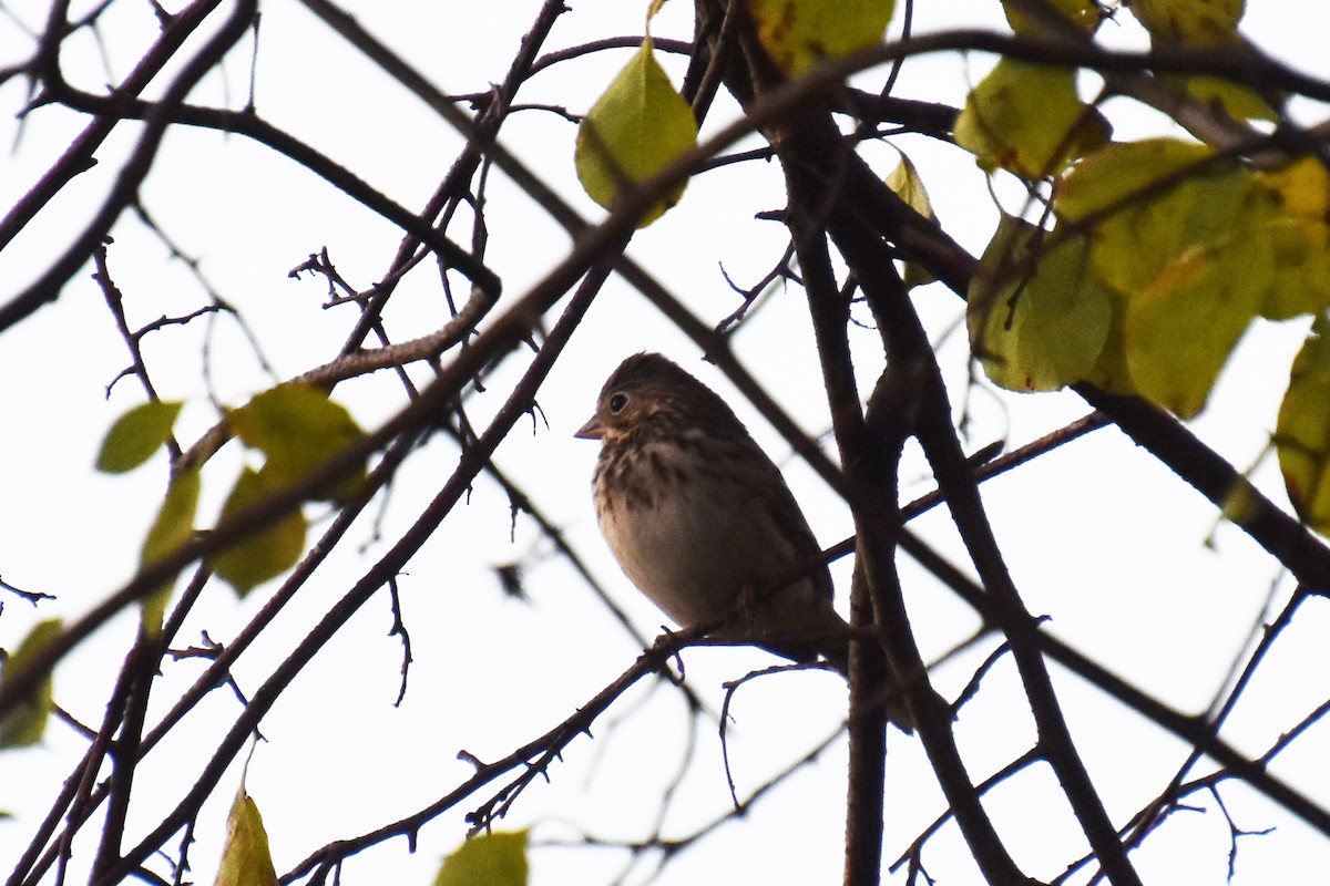 Vesper Sparrow - ML643734719