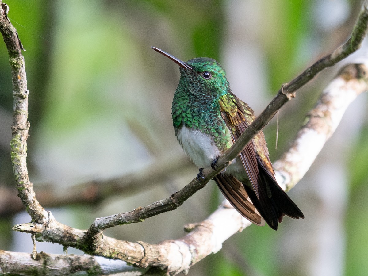 Snowy-bellied Hummingbird - ML643734731