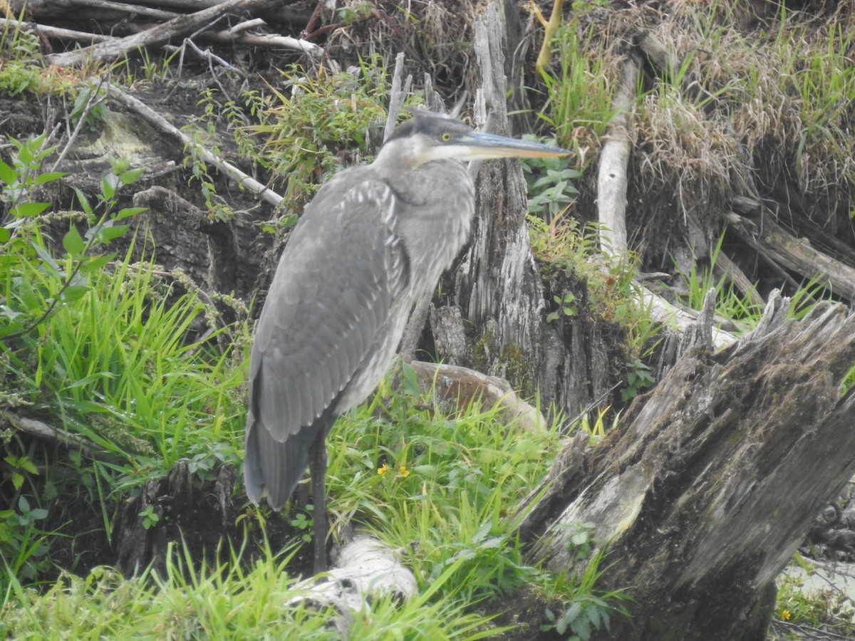 volavka velká - ML643734732