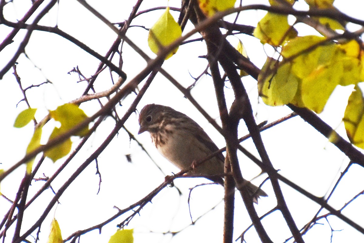 Vesper Sparrow - ML643734735