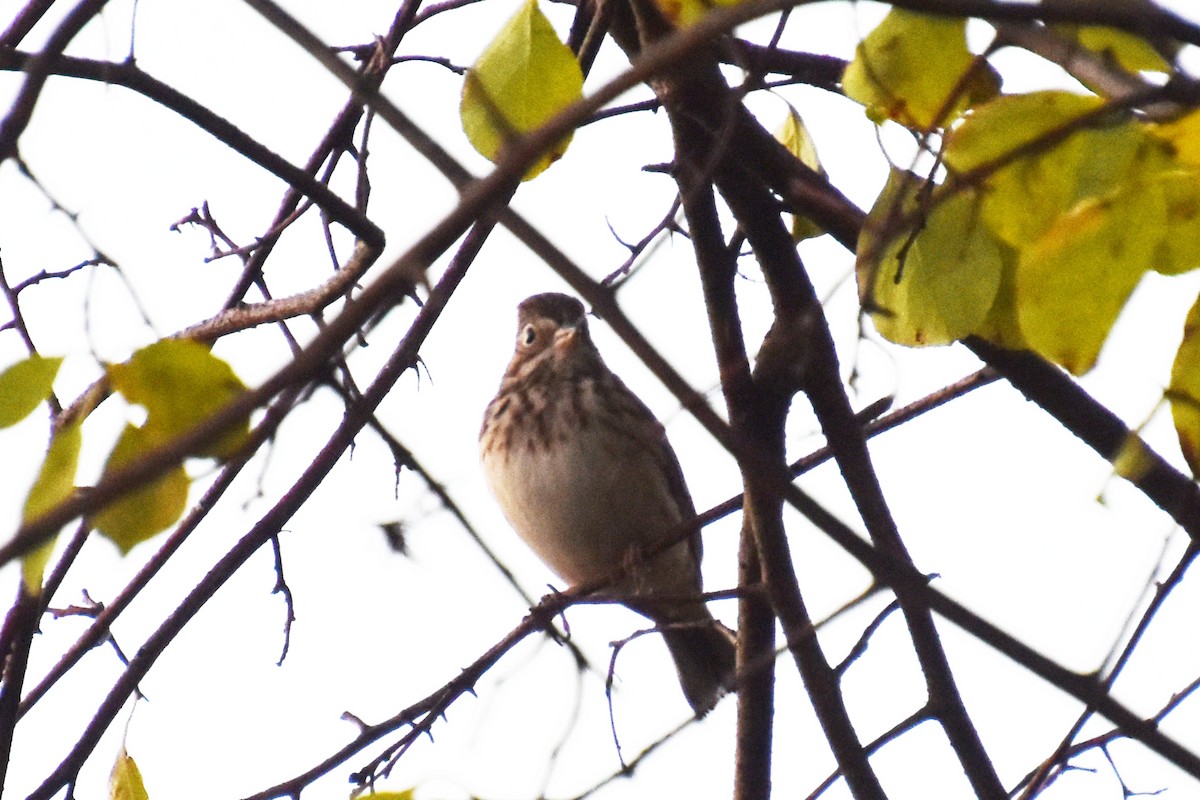 Vesper Sparrow - ML643734739
