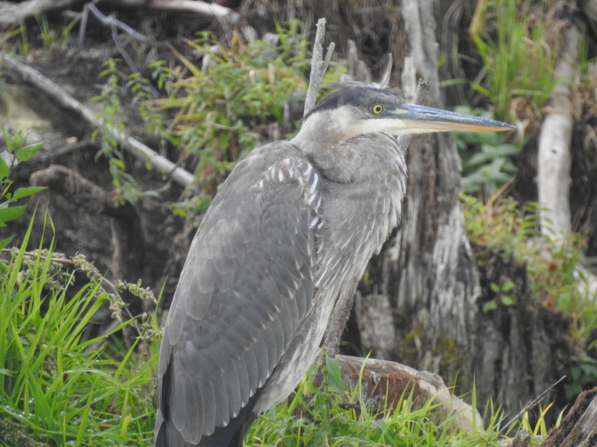 volavka velká - ML643734740