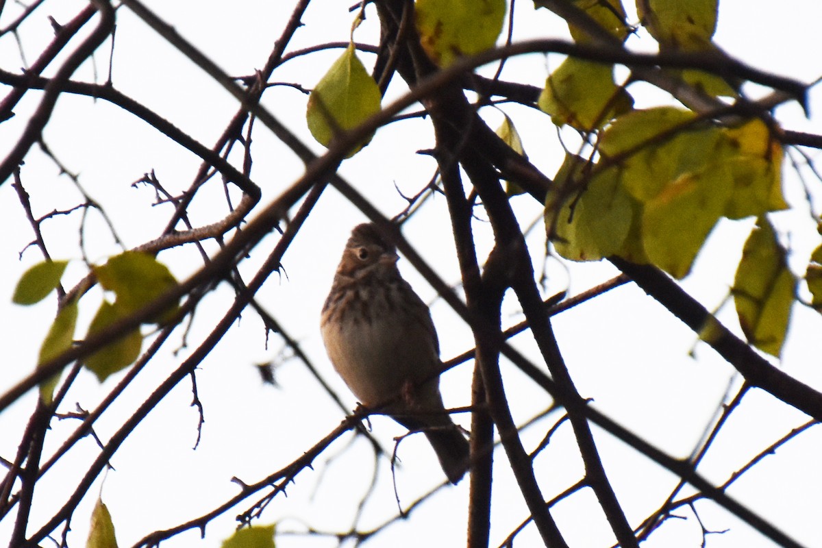 Vesper Sparrow - ML643734747
