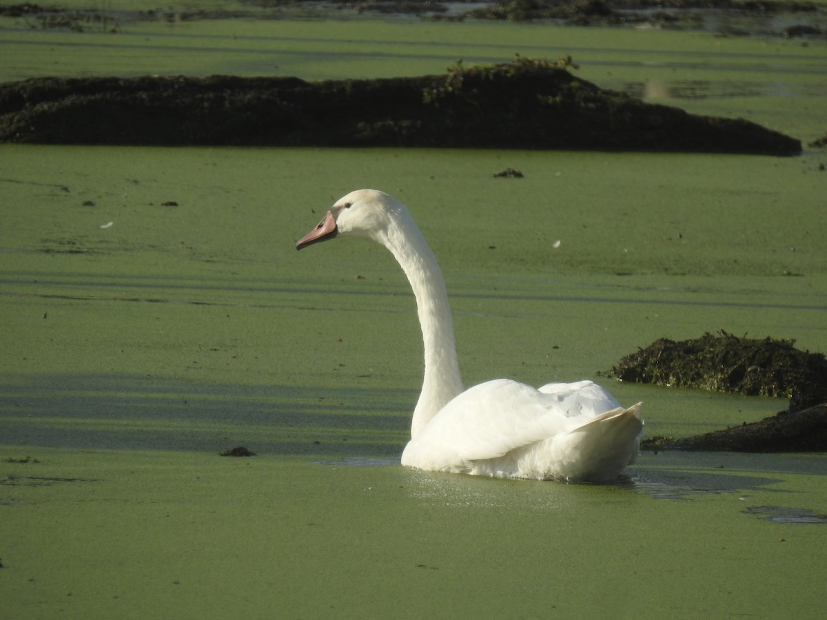 labuť velká - ML643734759