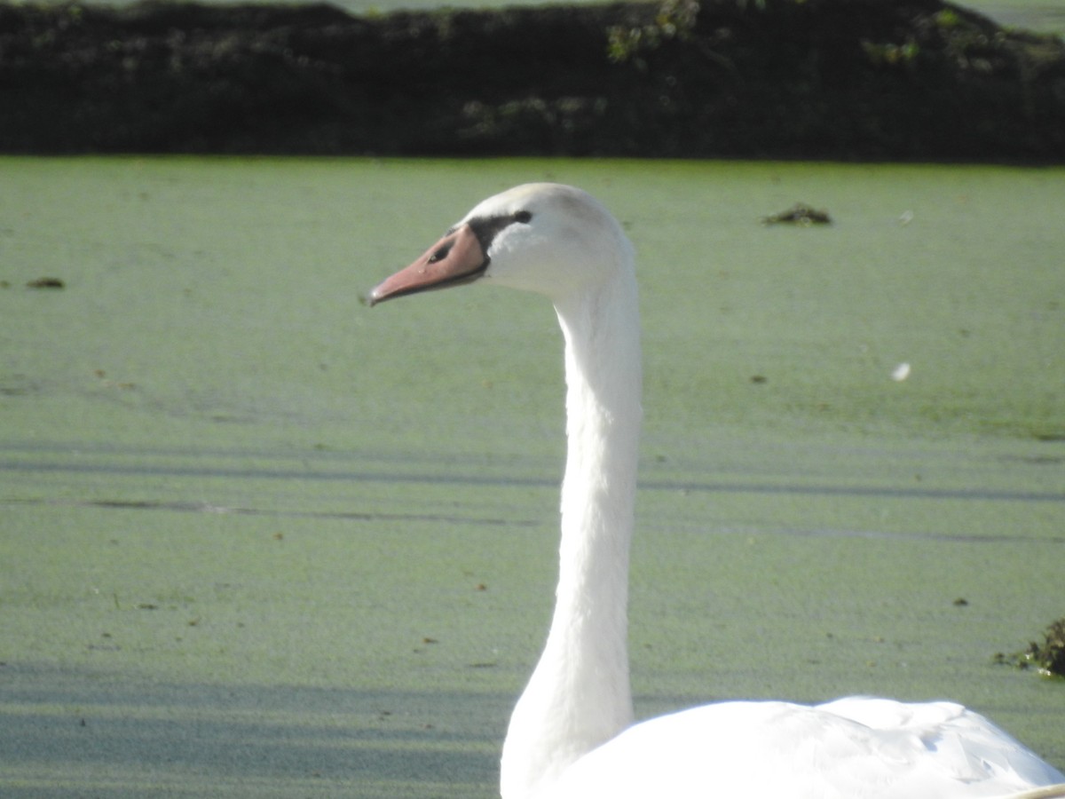 labuť velká - ML643734770