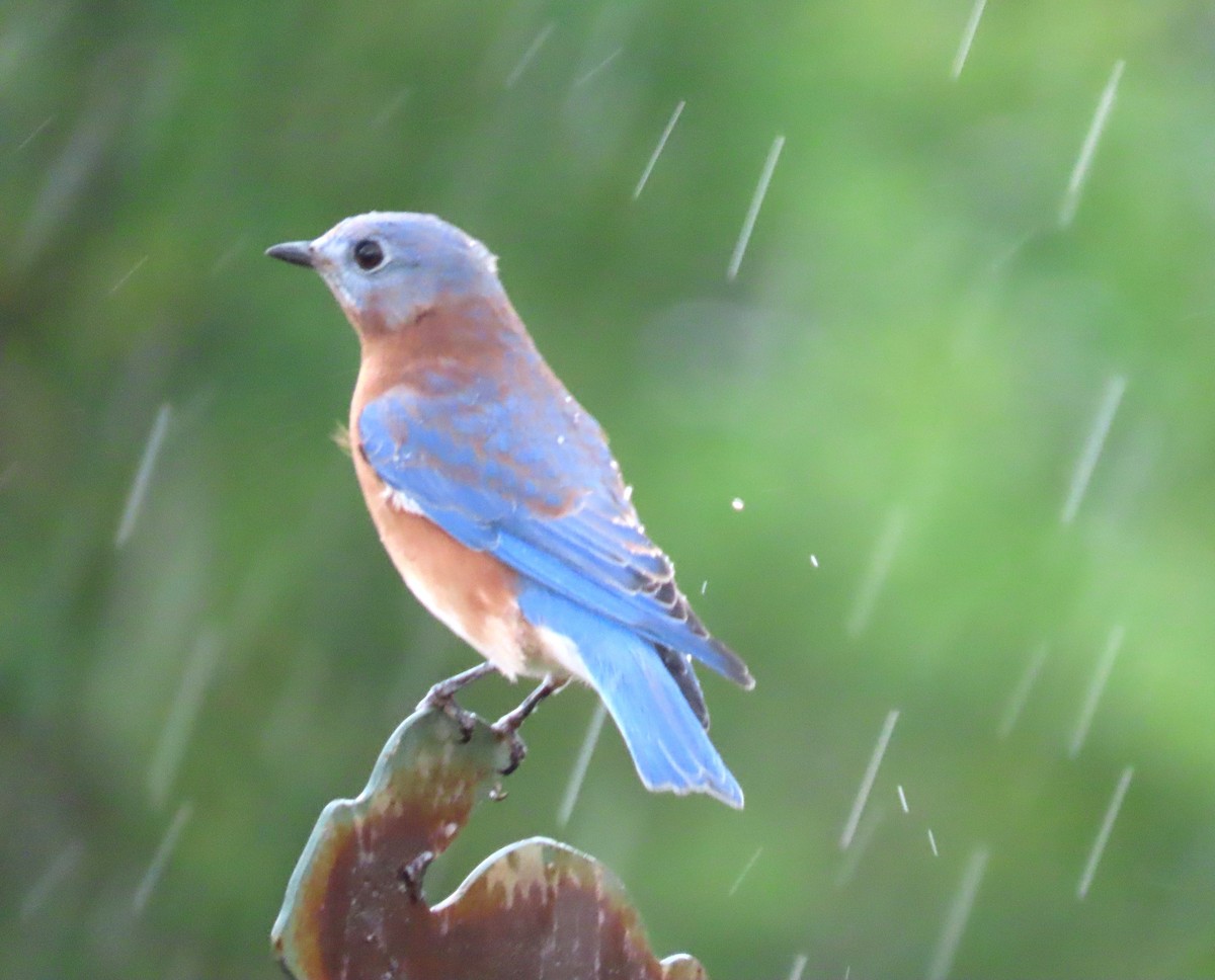 Eastern Bluebird - ML643734775