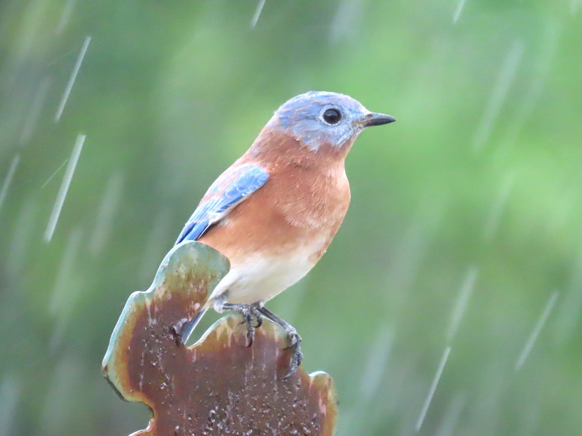 Eastern Bluebird - ML643734776