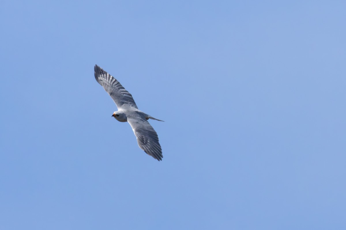 Gray Goshawk - ML643734780