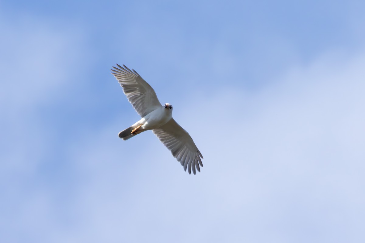 Gray Goshawk - ML643734781