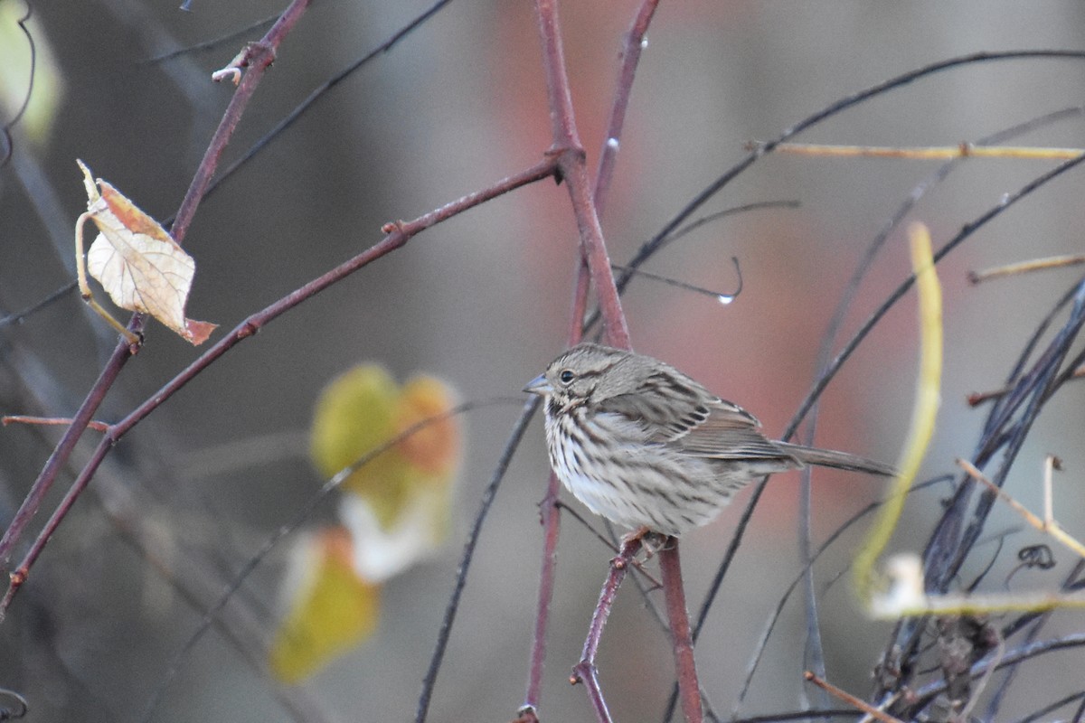 Song Sparrow - ML643734785