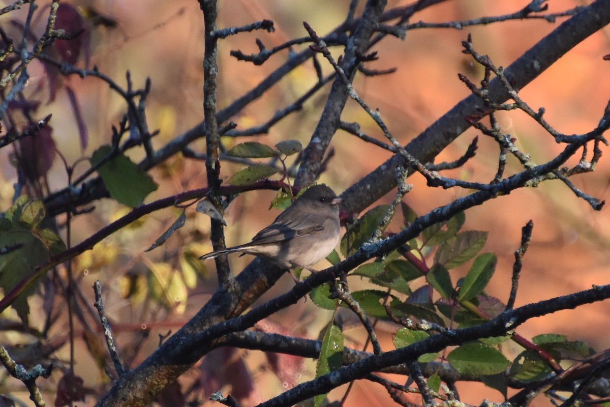 Dark-eyed Junco (Slate-colored) - ML643734804
