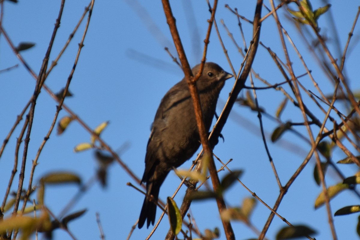 Brown-headed Cowbird - ML643734811