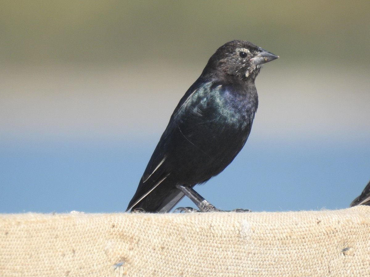 vlhovec hnědohlavý - ML643734824