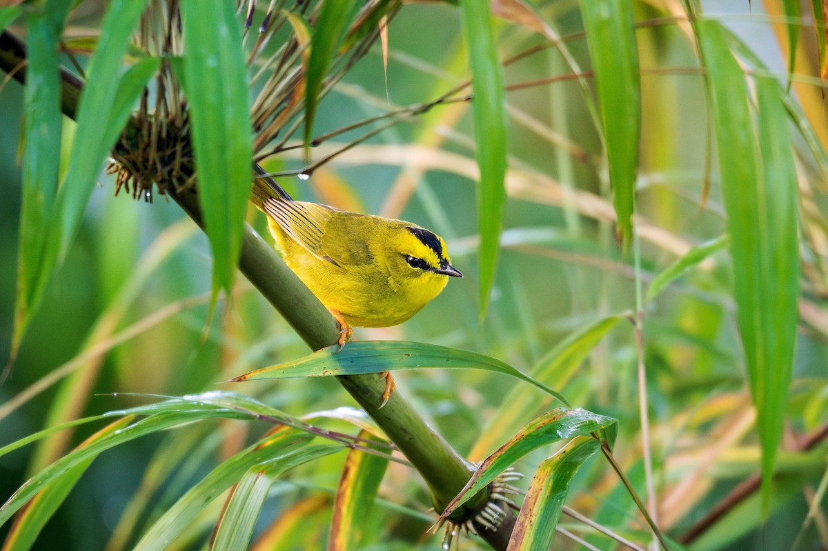 Black-crested Warbler - ML643734829