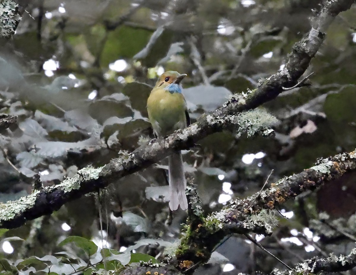 Blue-throated Motmot - ML643734833