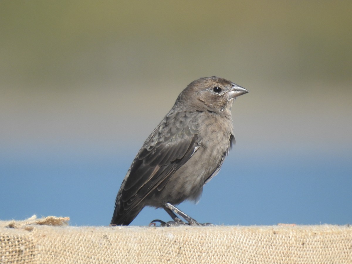 vlhovec hnědohlavý - ML643734834