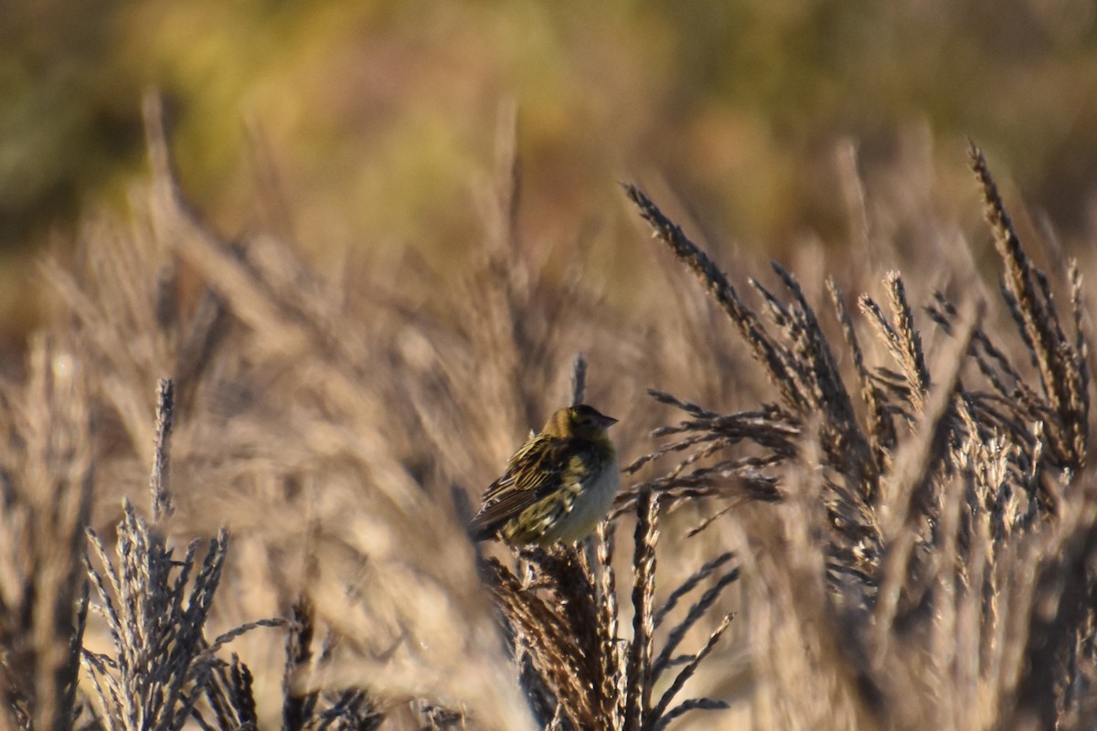 ボボリンク - ML643734836