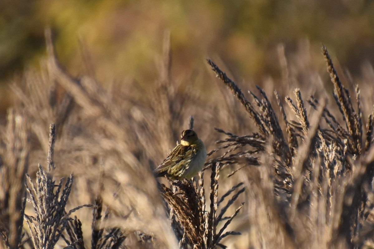 ボボリンク - ML643734837