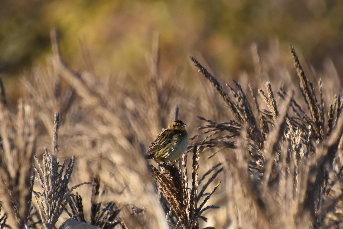 ボボリンク - ML643734838