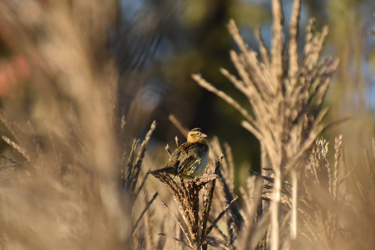 ボボリンク - ML643734839