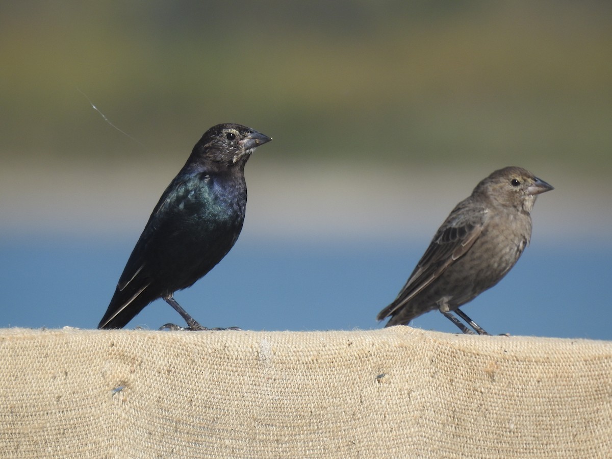 vlhovec hnědohlavý - ML643734842