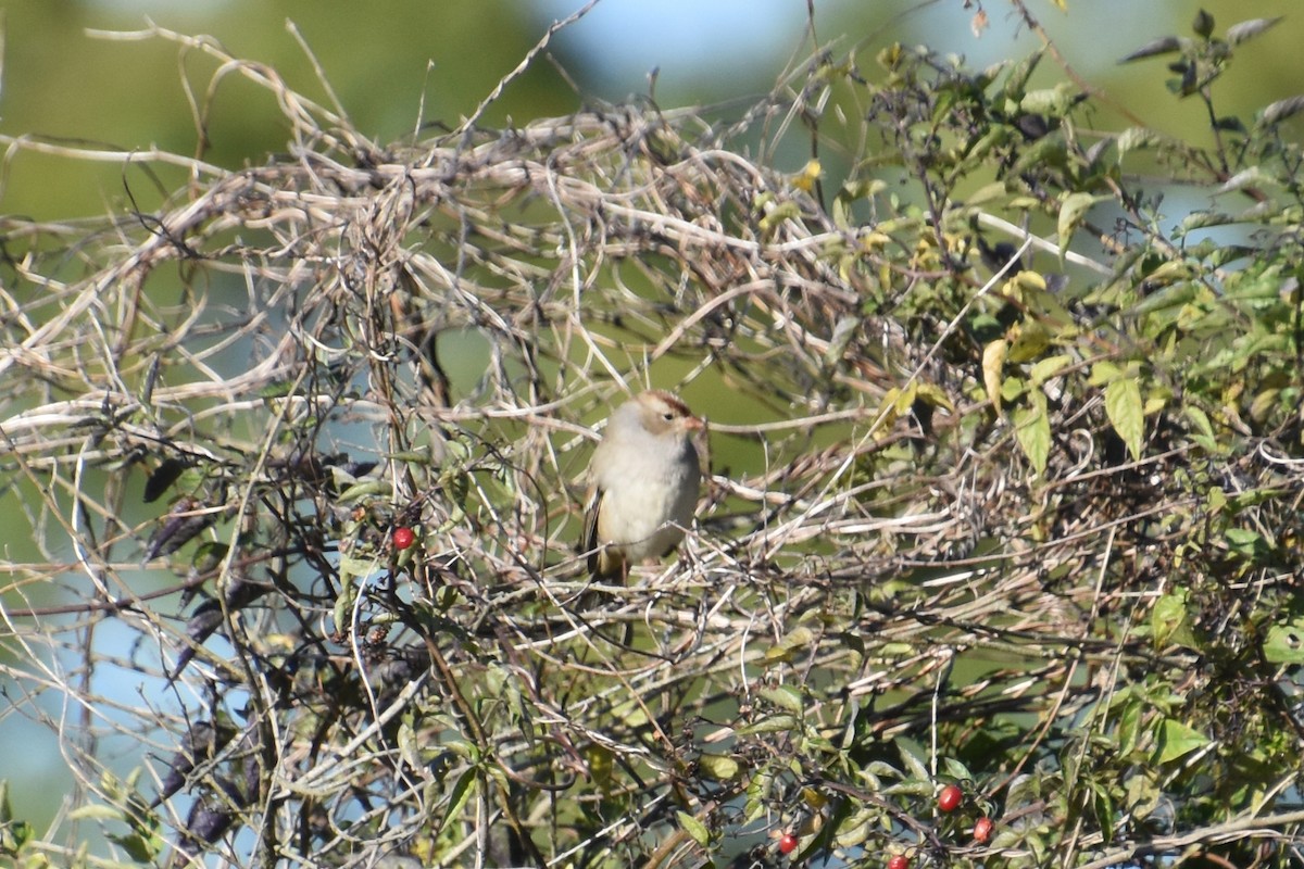 White-crowned Sparrow - ML643734843