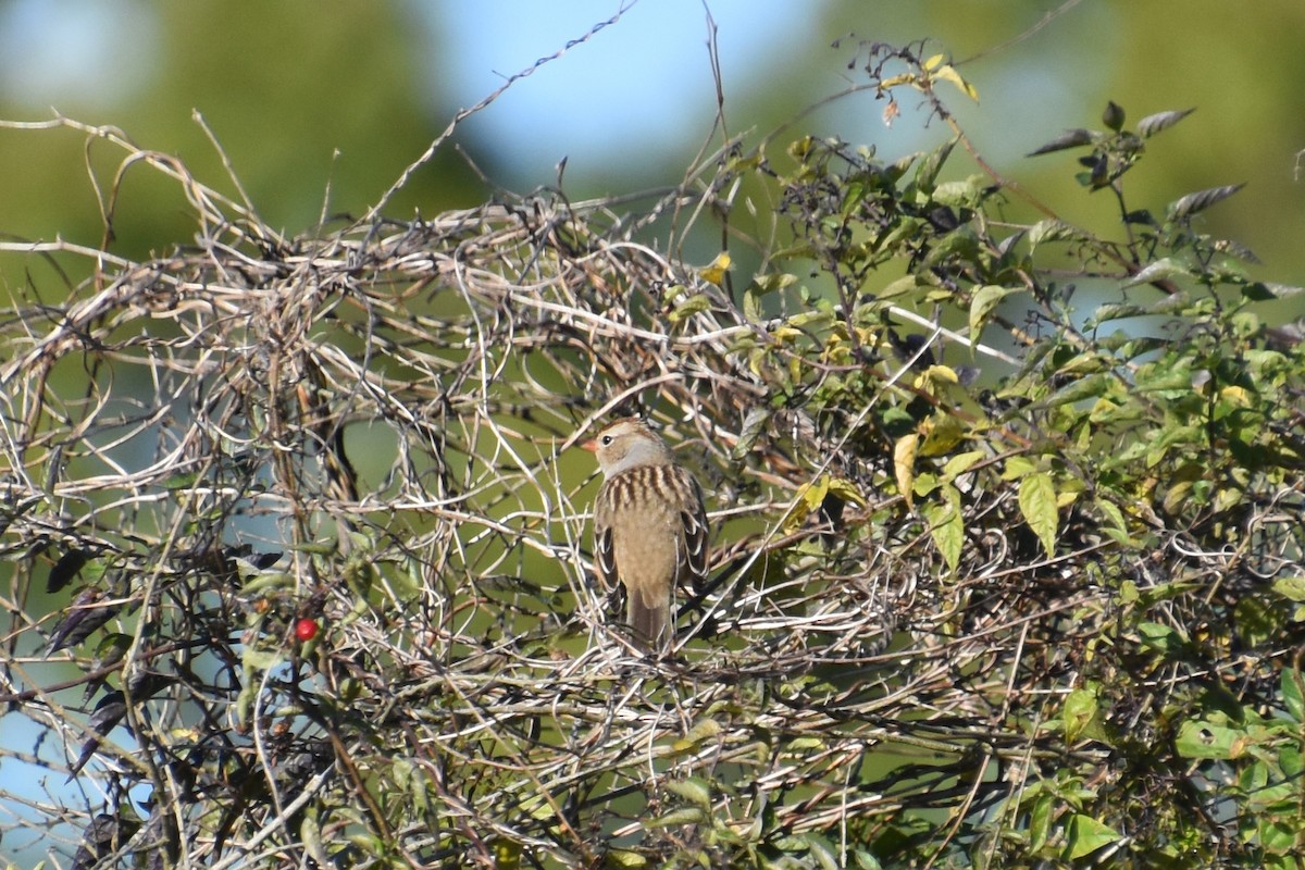 White-crowned Sparrow - ML643734844