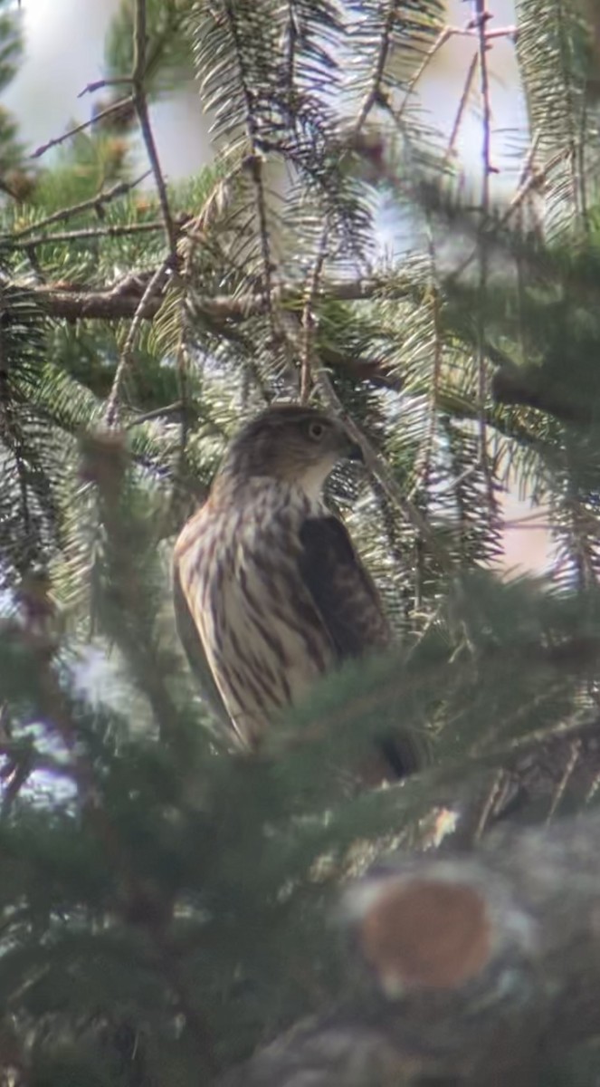 Sharp-shinned Hawk - ML643734845