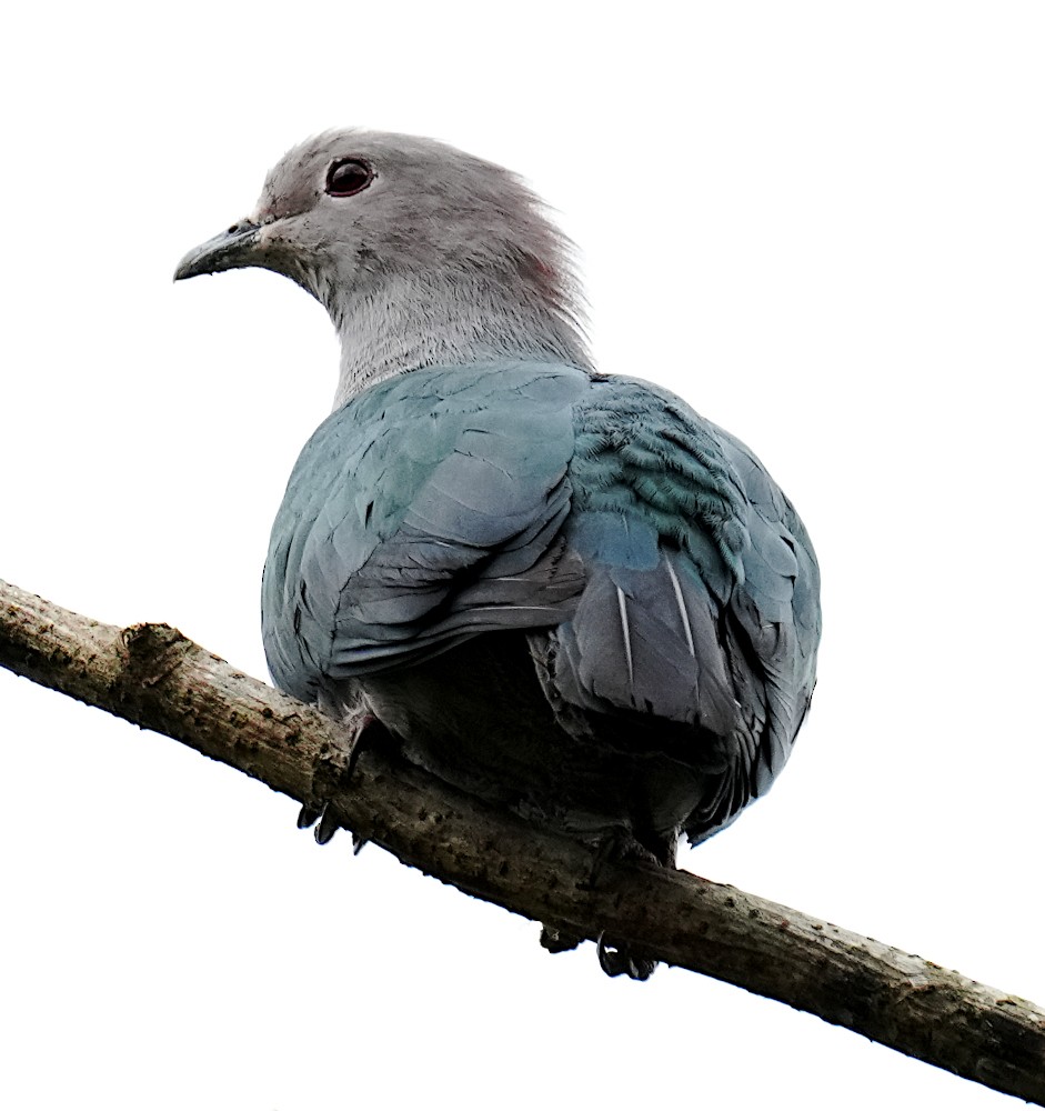 Yeşil Has Güvercin - ML643734851