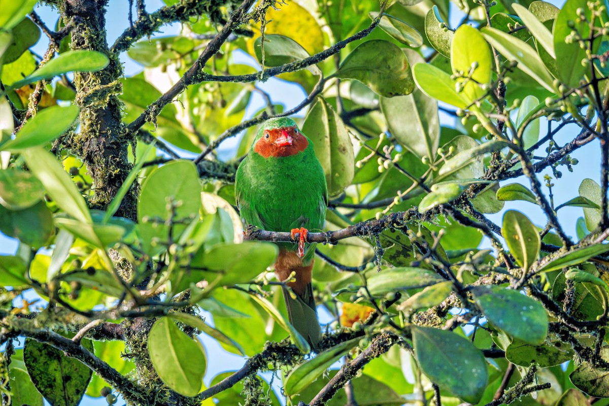 Grass-green Tanager - ML643734889