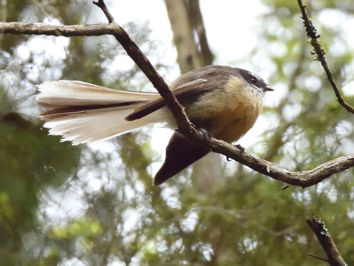 New Zealand Fantail - ML643734907