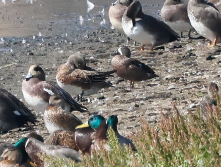 Blue-winged Teal - ML643734918