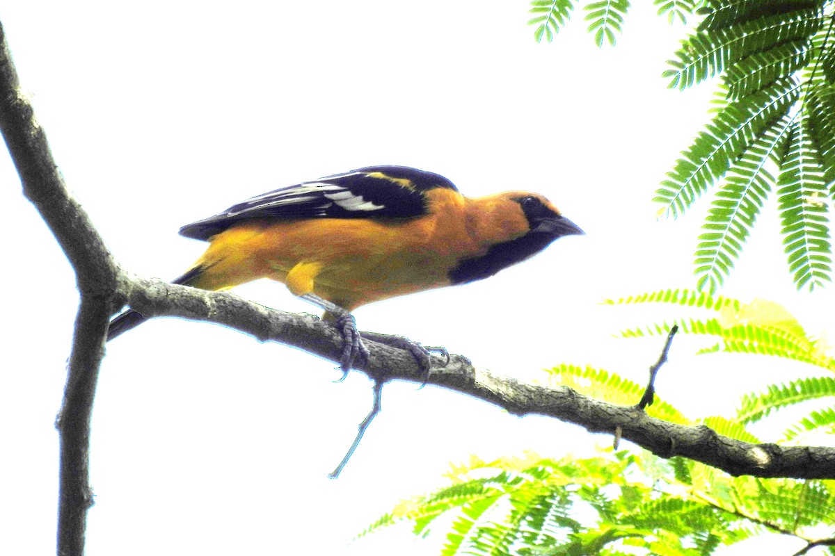 Altamira Oriole - ML643734920