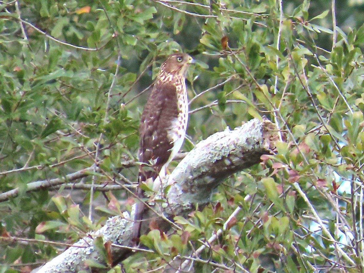 Cooper's Hawk - ML643734924