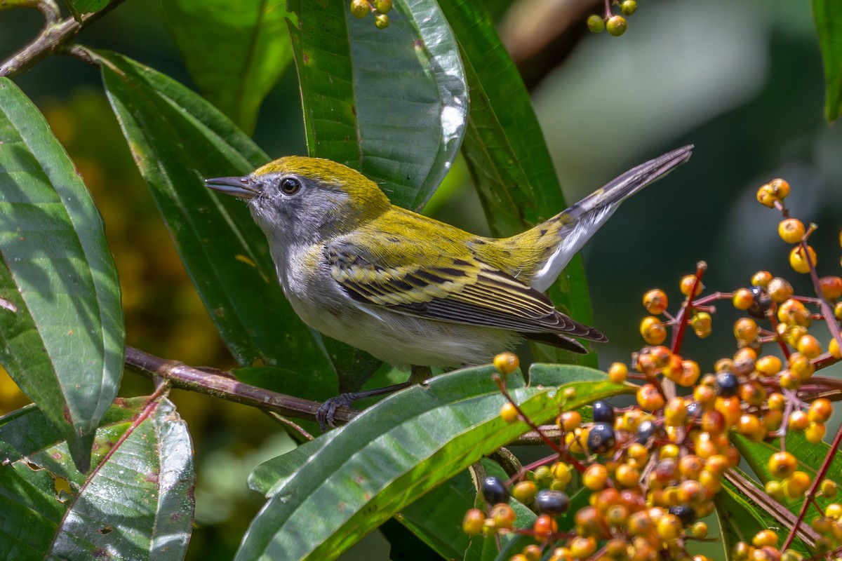Chestnut-sided Warbler - ML643734927