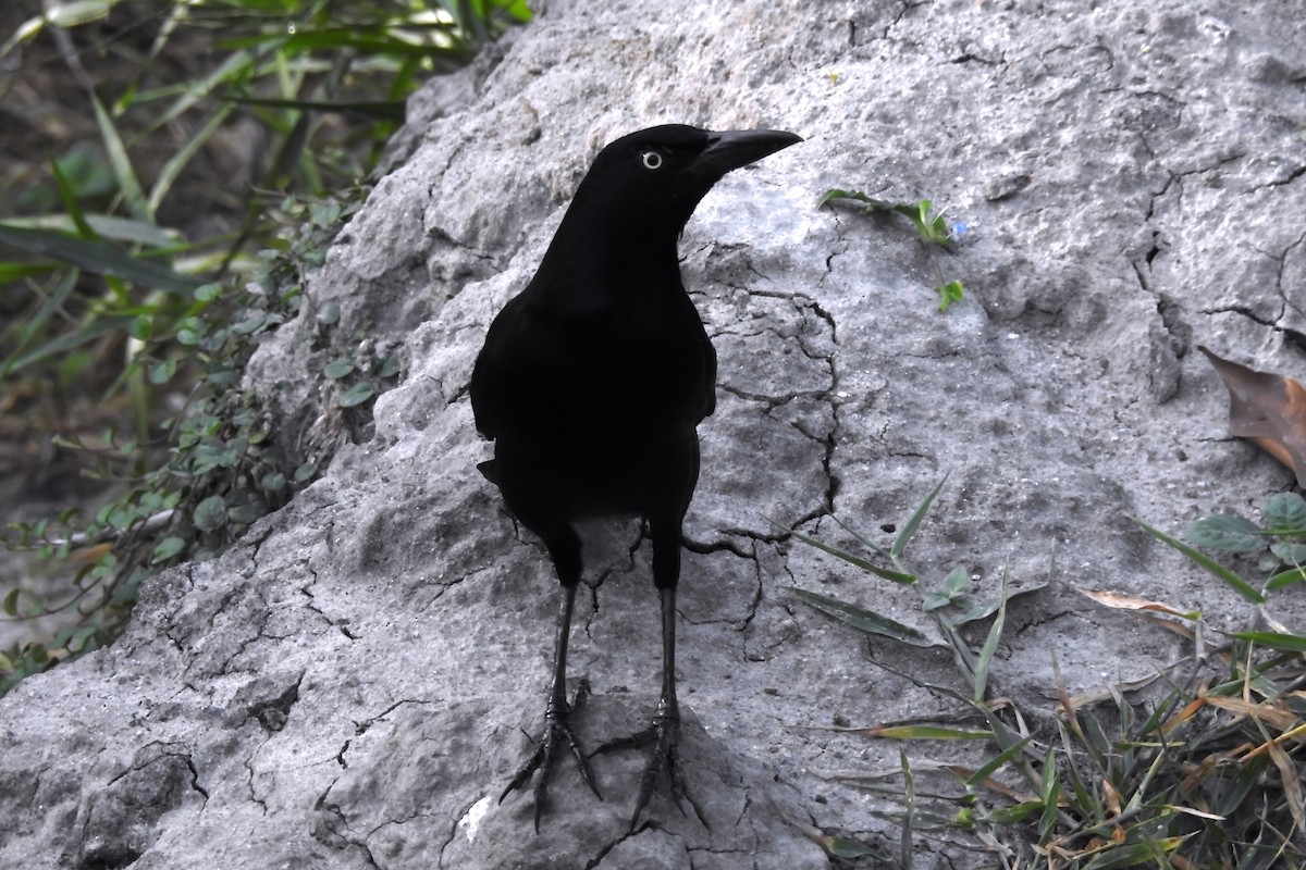 Great-tailed Grackle - ML643734943