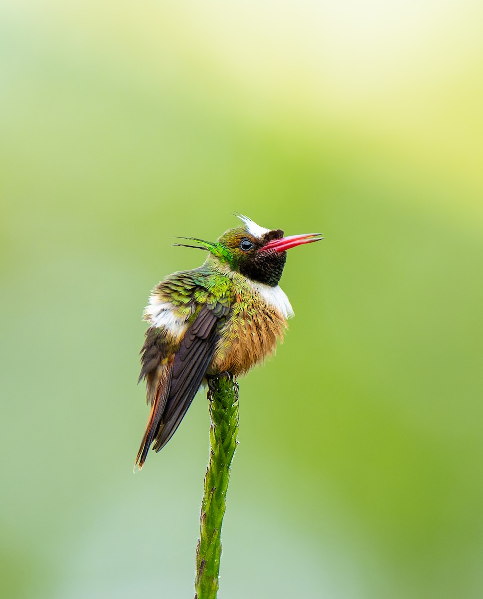 White-crested Coquette - ML643734948