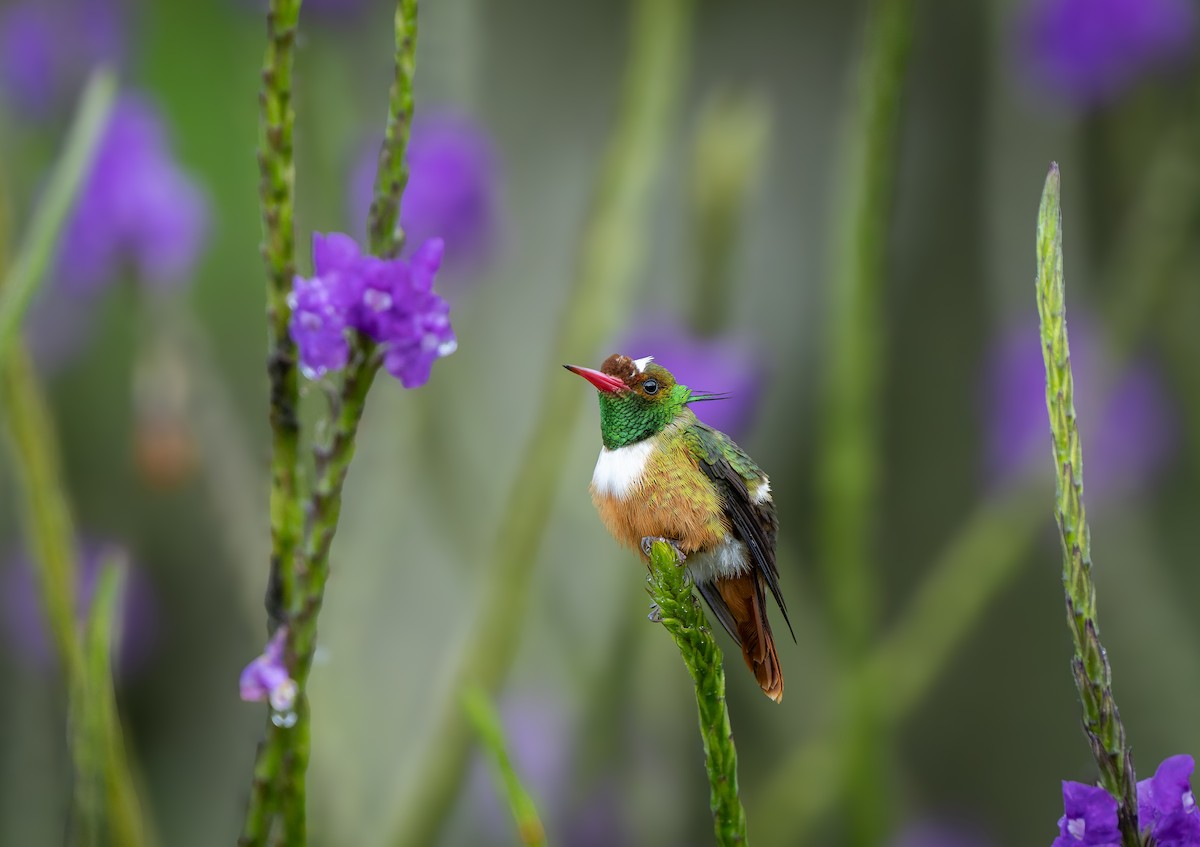 White-crested Coquette - ML643734949