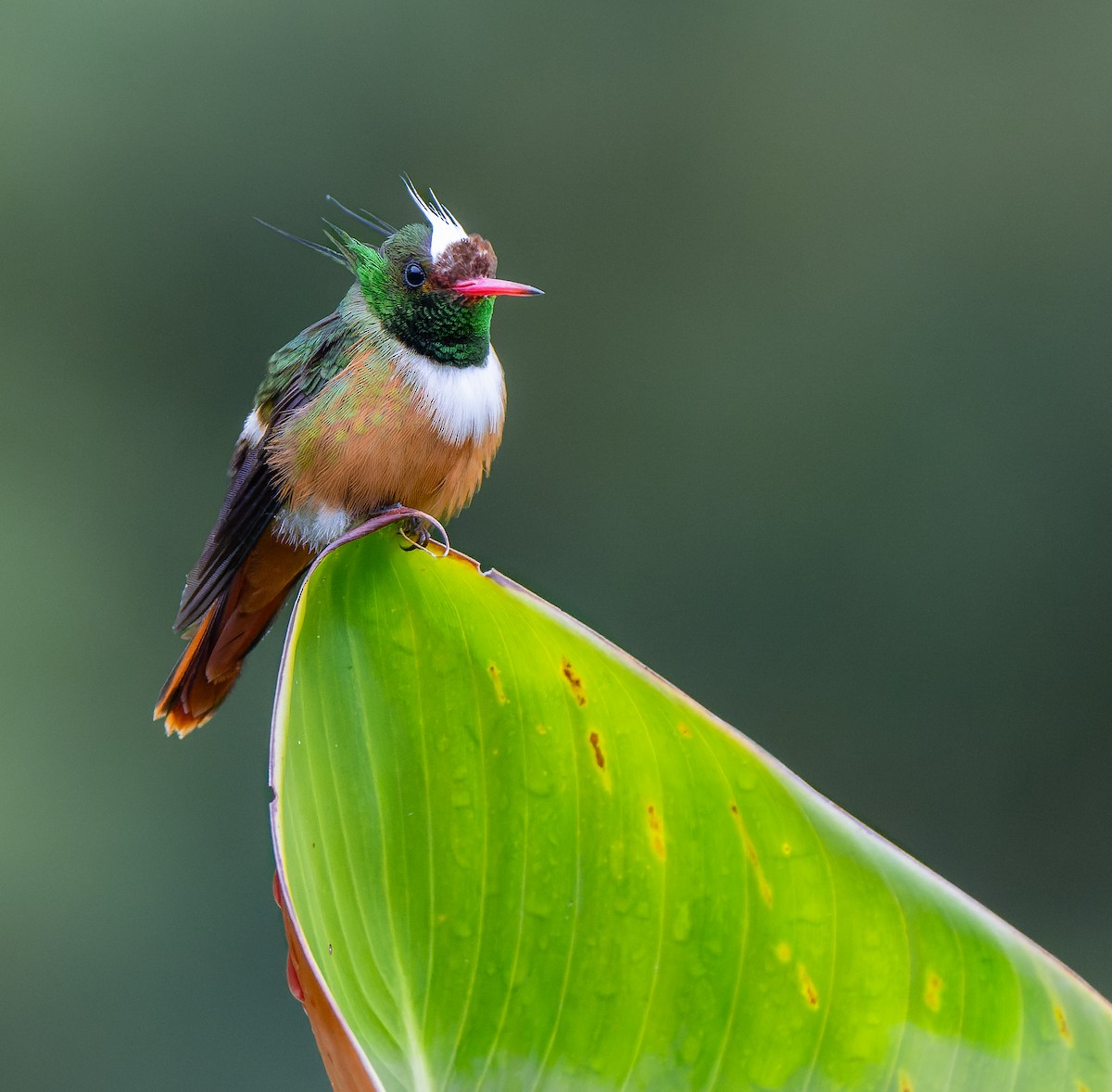 White-crested Coquette - ML643734950