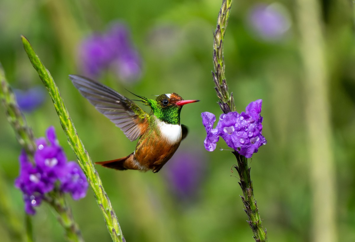 White-crested Coquette - ML643734951