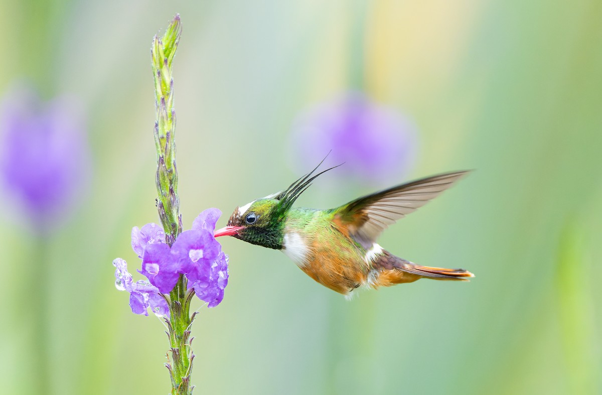 White-crested Coquette - ML643734952
