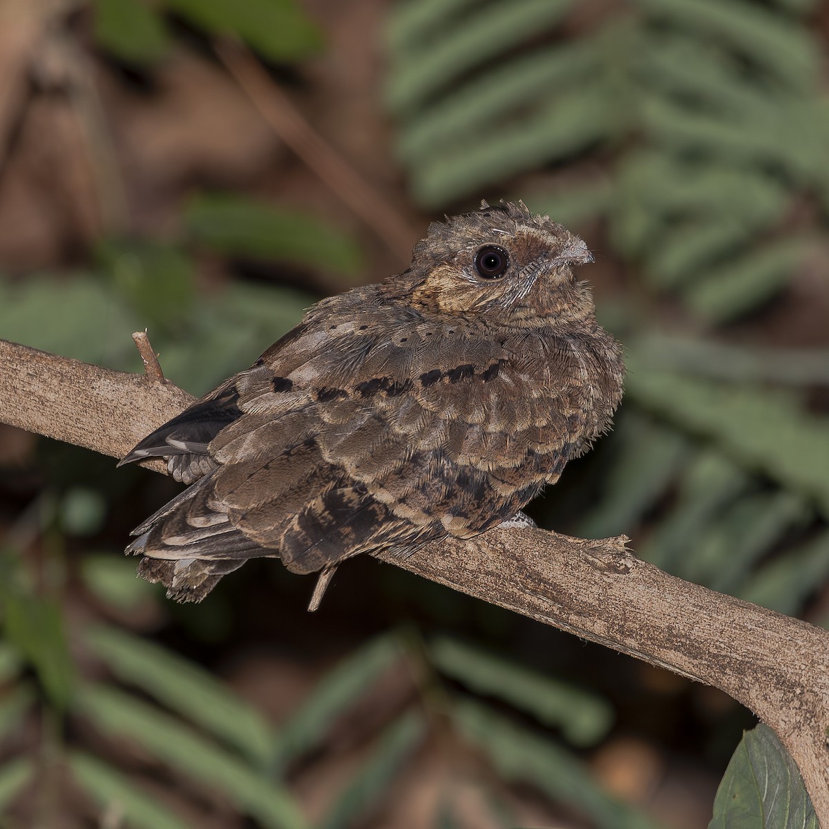 Common Pauraque - ML643734953