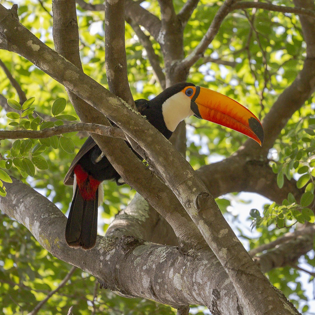 Toco Toucan - ML643734961