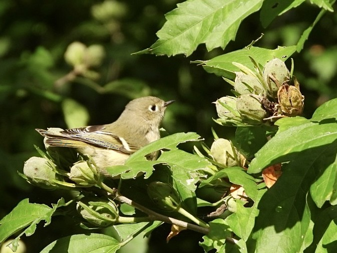 Ruby-crowned Kinglet - ML643735007