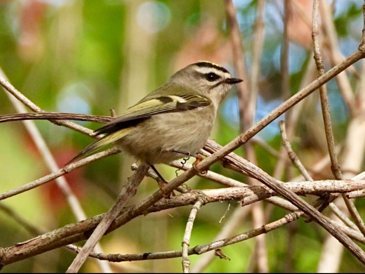 Golden-crowned Kinglet - ML643735020