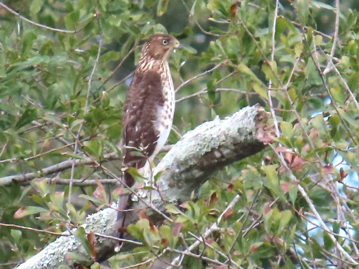 Cooper's Hawk - ML643735030