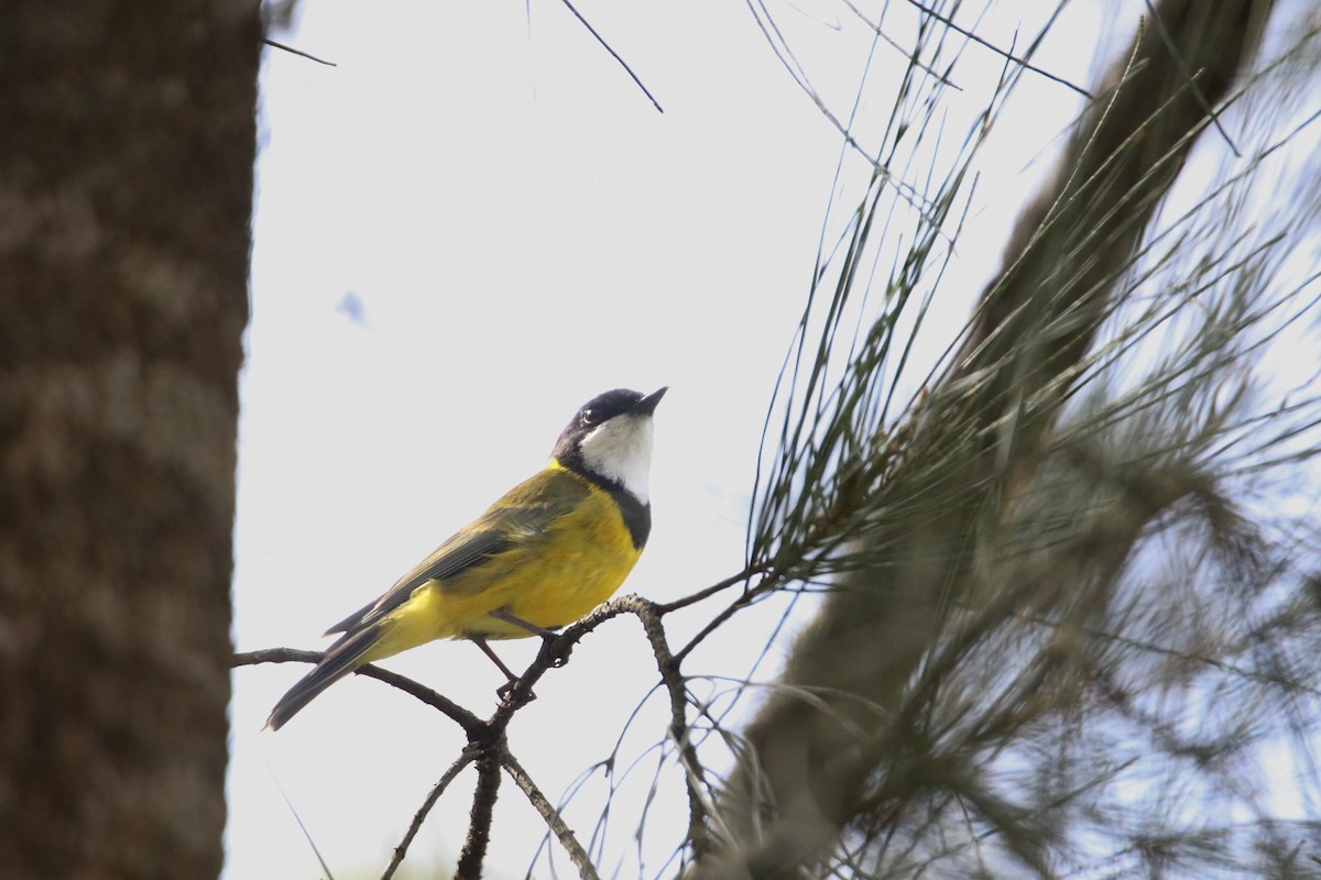 Golden Whistler - ML643735031