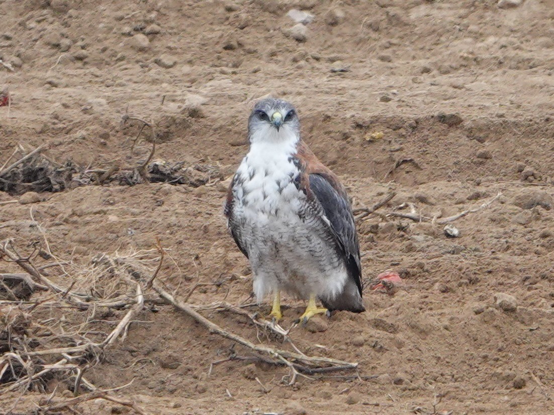 Variable Hawk - ML643735032