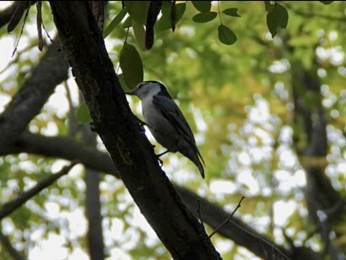 White-breasted Nuthatch - ML643735034