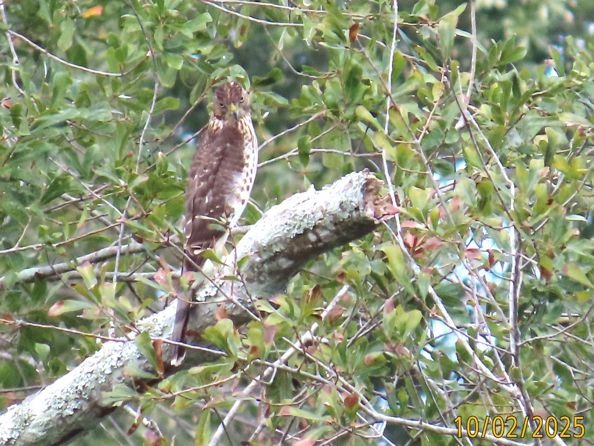 Cooper's Hawk - ML643735035